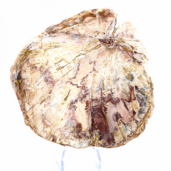 Madeira petrificada de Madagascar - Seção polida para colecionadores