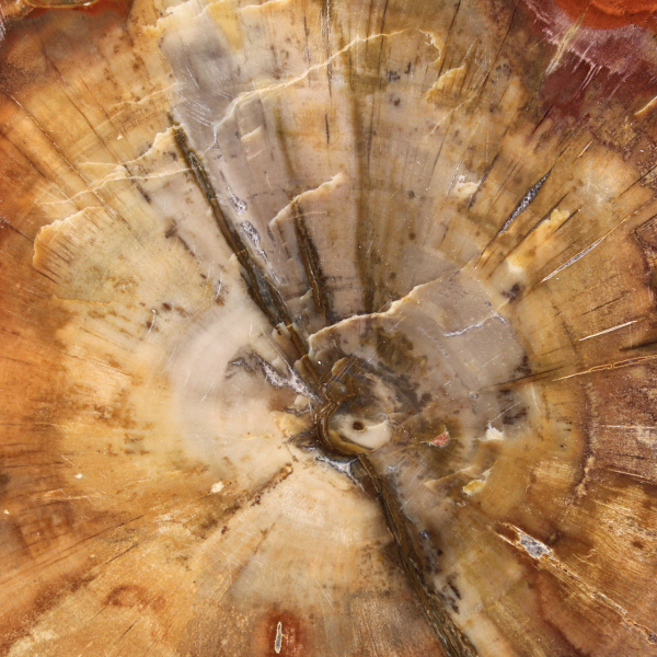 Fatia de madeira fossilizada - Mineral colecionável de Madagascar