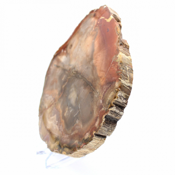 Madeira de Majunga Petrificada - Fatia Polida de Origem Natural