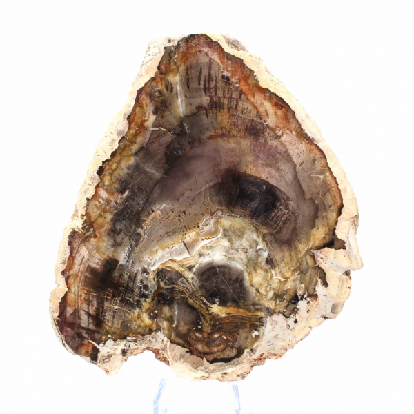 Fatia de madeira silicificada natural - Espécime de Madagascar