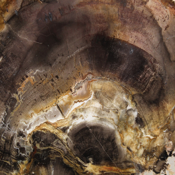 Fatia de madeira silicificada natural - Espécime de Madagascar