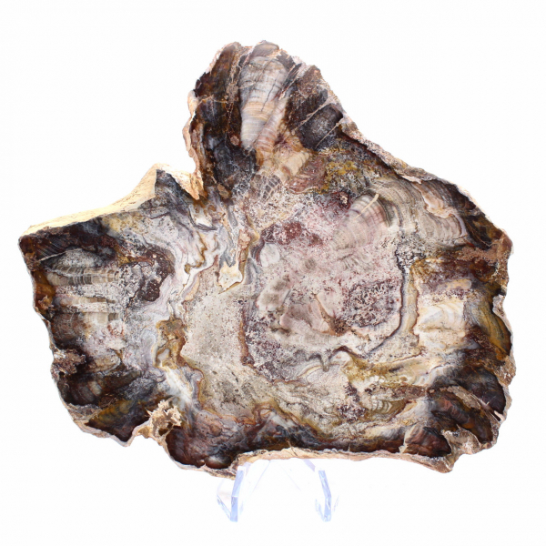 Madeira fossilizada de Madagascar - Fatia polida para colecionadores