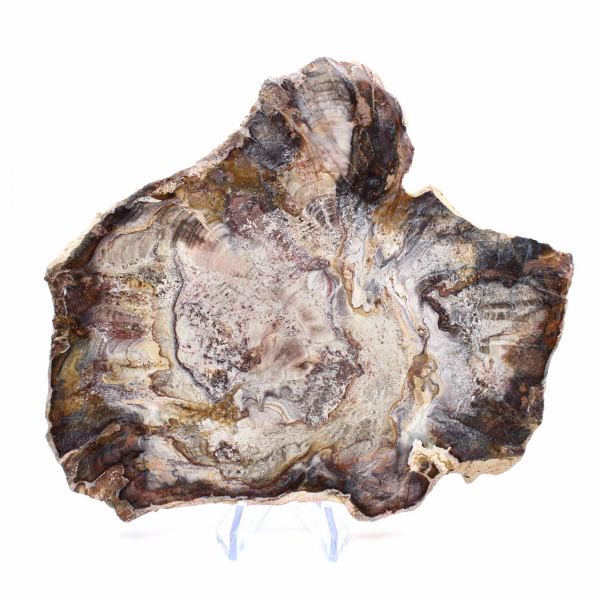 Madeira fossilizada de Madagascar - Fatia polida para colecionadores