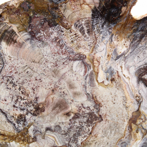 Madeira fossilizada de Madagascar - Fatia polida para colecionadores