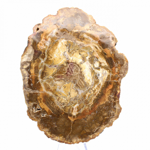 Pequeno pedaço de madeira petrificada - Autenticidade de Madagascar