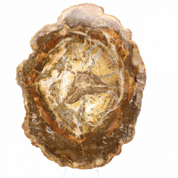 Pequeno pedaço de madeira petrificada - Autenticidade de Madagascar