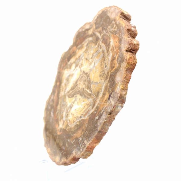 Pequeno pedaço de madeira petrificada - Autenticidade de Madagascar