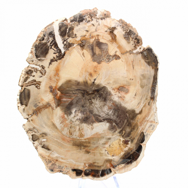 Madeira Petrificada Majunga - Seção de Pedra Natural