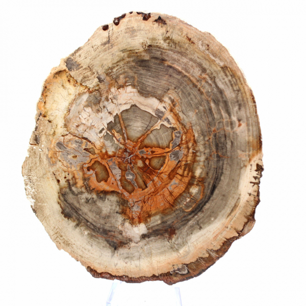 Fatia de madeira petrificada de Madagascar - Objeto científico