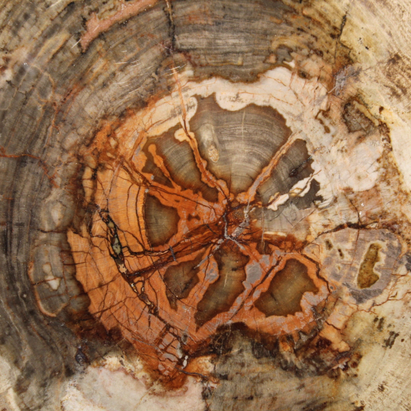 Fatia de madeira petrificada de Madagascar - Objeto científico