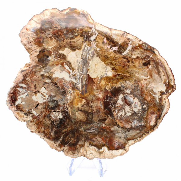 Grande fatia de madeira petrificada - Coleção Majunga