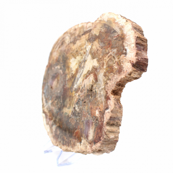 Grande fatia de madeira petrificada - Coleção Majunga