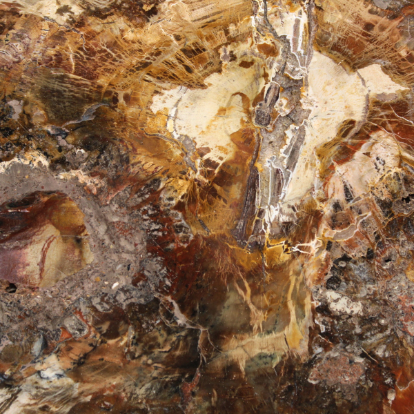 Grande fatia de madeira petrificada - Coleção Majunga