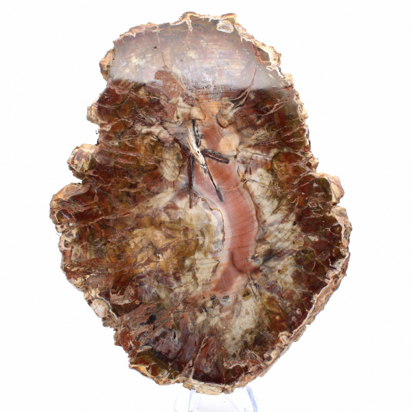 Madeira fossilizada de Madagascar - Grande fatia polida