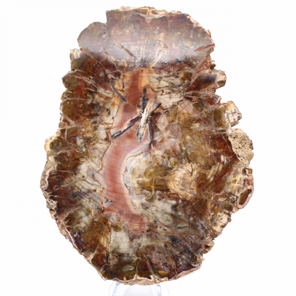 Madeira fossilizada de Madagascar - Grande fatia polida