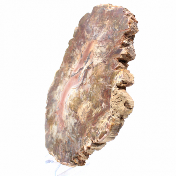 Madeira fossilizada de Madagascar - Grande fatia polida