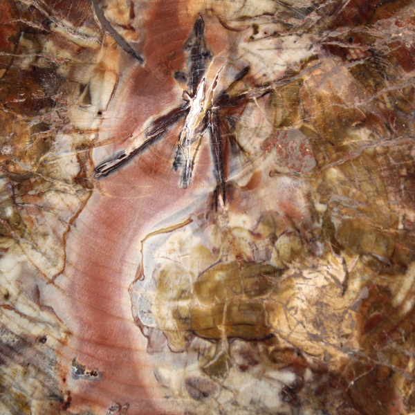 Madeira fossilizada de Madagascar - Grande fatia polida