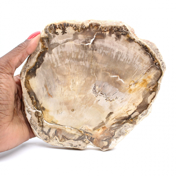 Fatia de madeira malgaxe petrificada - Estética mineral