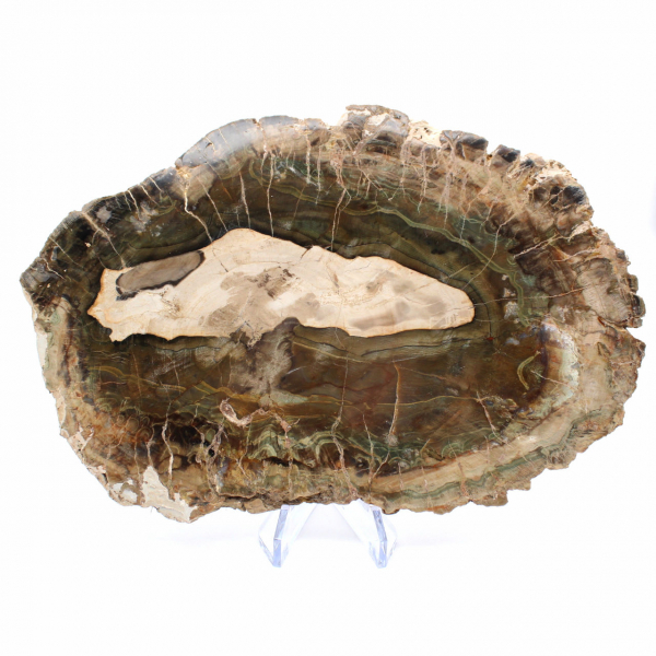 Fatia alongada de madeira silicificada - Origem Madagascar