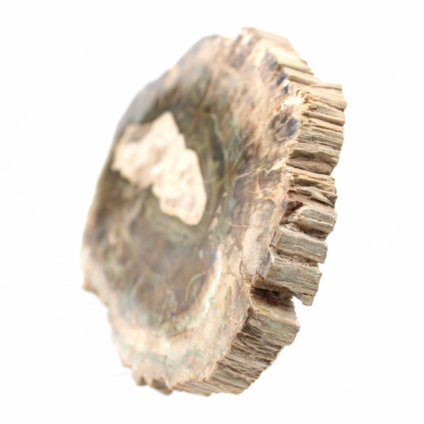 Fatia alongada de madeira silicificada - Origem Madagascar