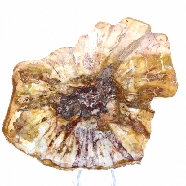 Seção polida de madeira fossilizada - mineral de Majunga