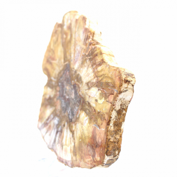 Seção polida de madeira fossilizada - mineral de Majunga