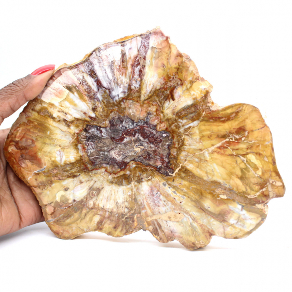 Seção polida de madeira fossilizada - mineral de Majunga