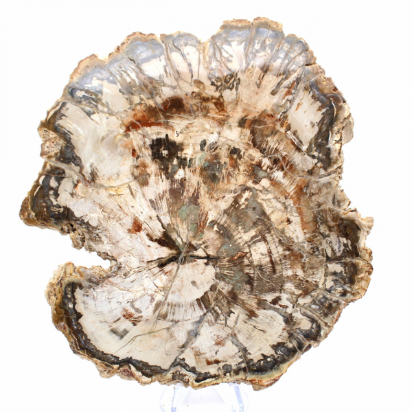 Grande fatia de madeira petrificada de Madagascar - peça excepcional