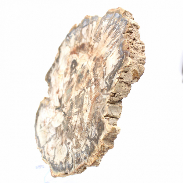 Grande fatia de madeira petrificada de Madagascar - peça excepcional