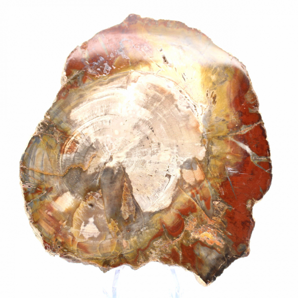 Madeira petrificada de Madagascar - Fatia quadrada para coleção