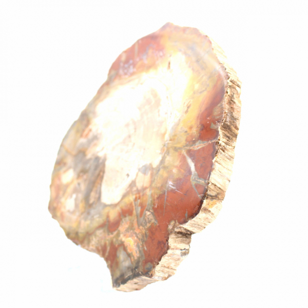 Madeira petrificada de Madagascar - Fatia quadrada para coleção