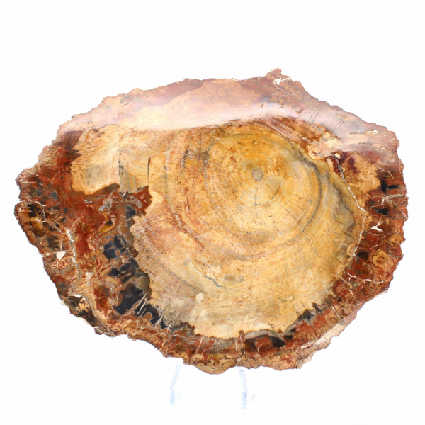 Fatia de madeira fossilizada polida - Espécime Majunga