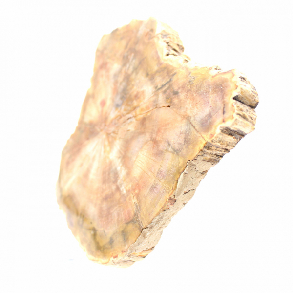 Seção de madeira petrificada de Madagascar - Qualidade de coleção