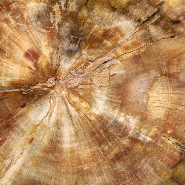 Seção de madeira petrificada de Madagascar - Qualidade de coleção