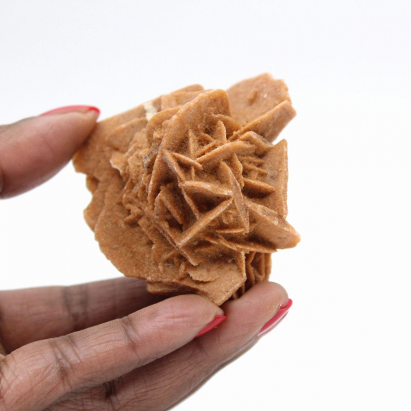 Cristais de rosa do deserto marroquina para coleções mineralógicas.