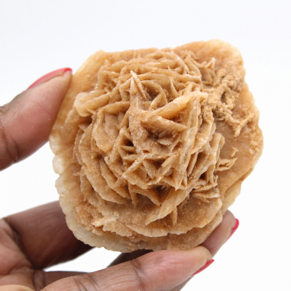 Rosa do deserto marroquino: roseta maciça de colecionador