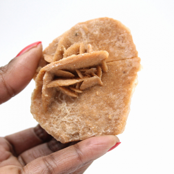 Roseta mineral de Marrocos: cristalização do gesso