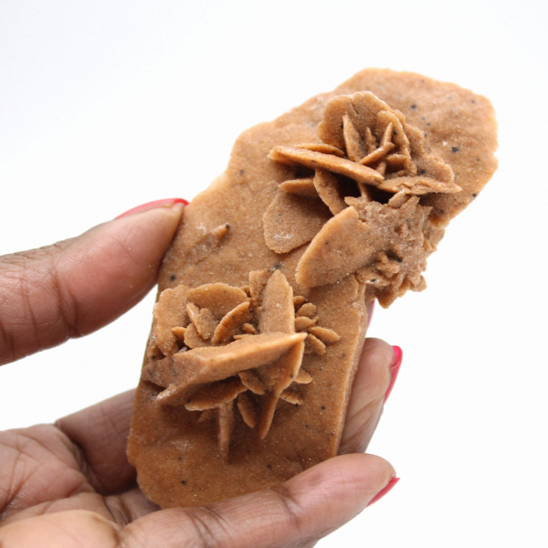 Rosa-do-deserto alongada de Marrocos: um espécime geológico