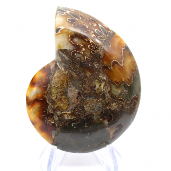 Amonita de Madagascar com face polida e não polida