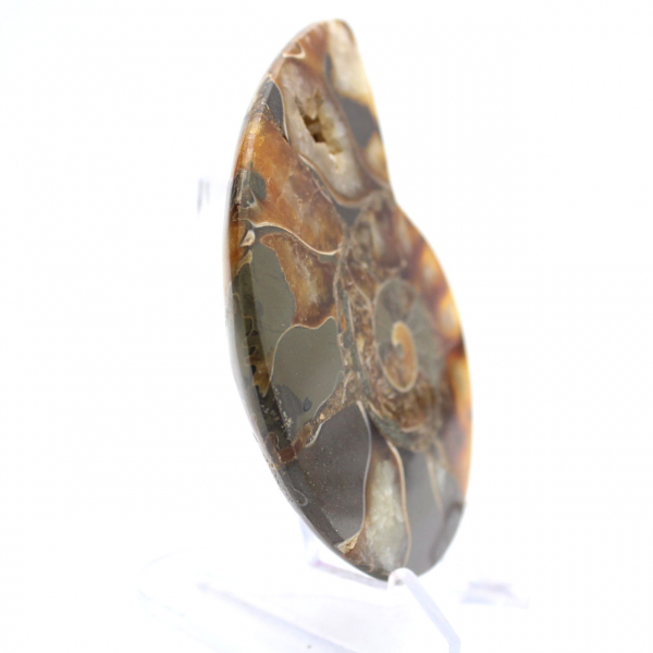 Amonita de Madagascar com face polida e não polida