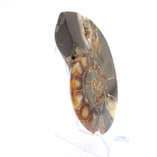 Fóssil de amonita polido: Espécime de colecionador