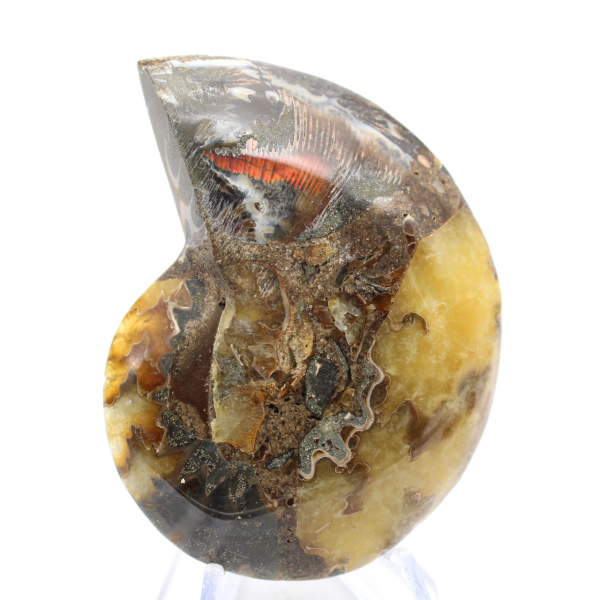 Fóssil de amonita polido: estética e ciência