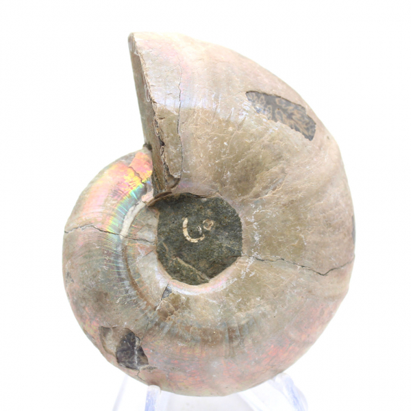 Espécime de amonita: entre a terra e o mar