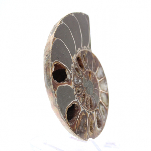 Espécime de amonita: entre a terra e o mar