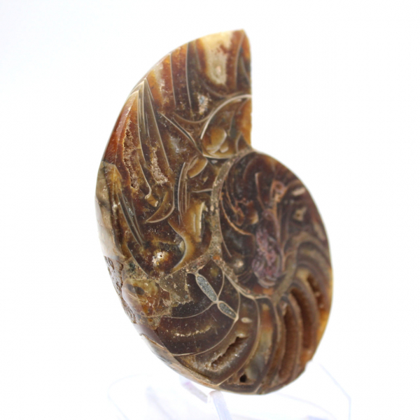 Amonita pequena de Madagascar: Pureza mineral