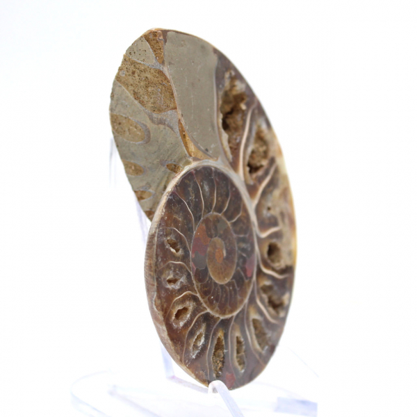 Fóssil de amonita polido: Luz de Mahajanga