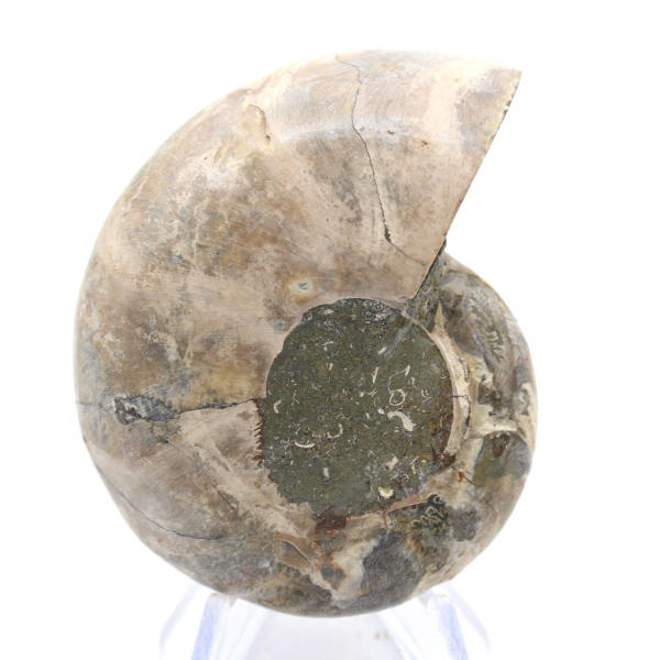 Amonita de Madagascar: Força e Estabilidade