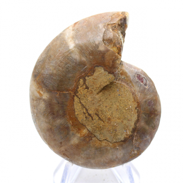 Espécime de amonita: A espiral de Madagascar