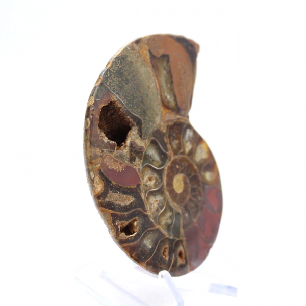 Amonita fossilizada: Espécime mineral de Madagascar