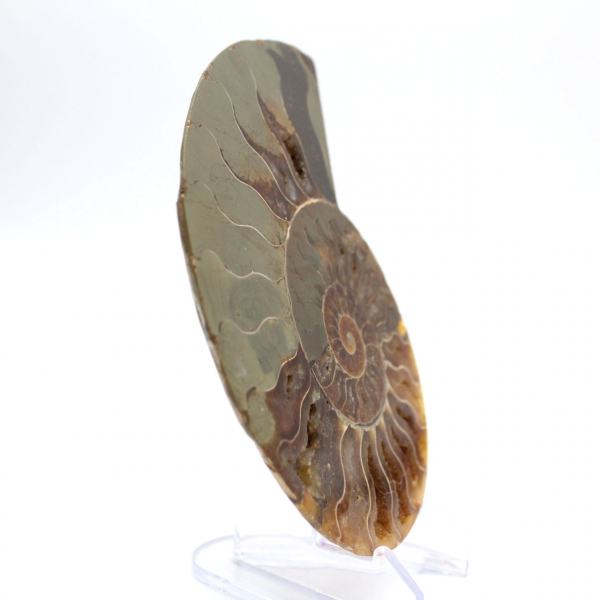 Amonita impressionante de Madagascar: Pureza fóssil